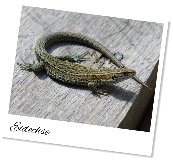 Eidechse