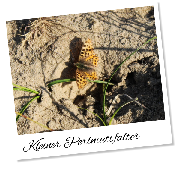 Kleiner Perlmuttfalter